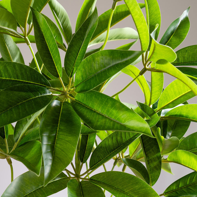 60cm Real Touch Schefflera / Umbrella Plant in White Pot